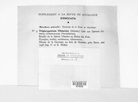 Triphragmium ulmariae image
